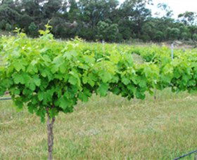 Tamburlaine Organic Wines - Attractions 1