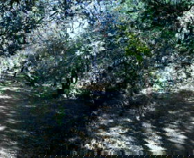 Cave Creek Walking Track - Attractions 3