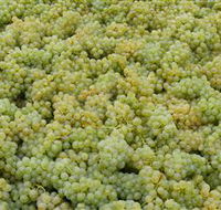 Normanby Wines - Attractions