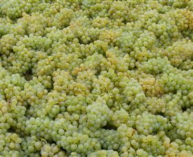 Normanby Wines - Attractions 0