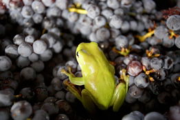 Normanby Wines - Attractions 2