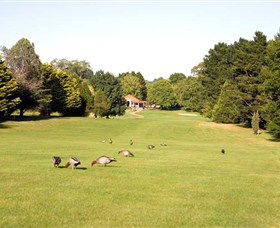 Moss Vale Golf Club - Attractions 2