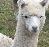 Storybook Alpacas - Attractions