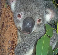 Hunter Valley Zoo - Attractions