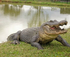 Hunter Valley Zoo - Attractions 1