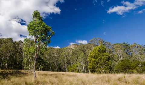 Brush Turkey Track - Attractions 0