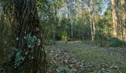 Brush Turkey Track - Attractions 3