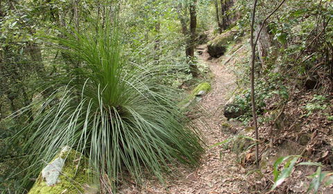 Dharug National Park - Attractions 2