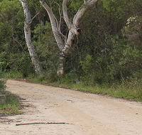 Riverview walking track - Attractions