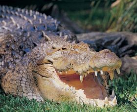Featherdale Wildlife Park - Attractions 1