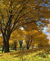 Centennial Park at Cooma