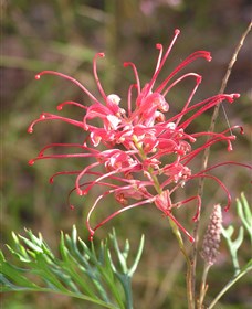 Wirrimbirra Sanctuary - Attractions 0