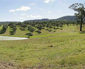 Bunna Bunoo Olive Grove - Attractions 5
