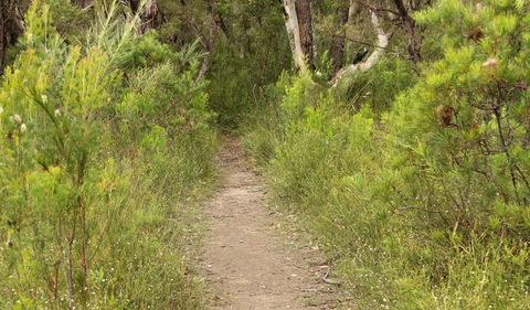 Three Views Walking Track - Attractions 0