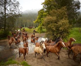 Glenworth Valley Horse Riding - Attractions 0
