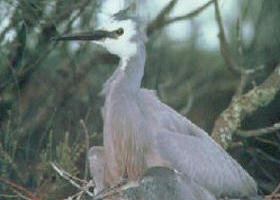 Jack Smith Lake State Game Reserve - Attractions 0