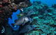 Maori Wrasse Bommie Dive Site - thumb 1