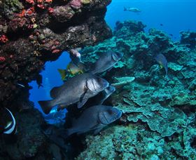 Maori Wrasse Bommie Dive Site - Attractions 1