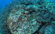 Maori Wrasse Bommie Dive Site - thumb 2