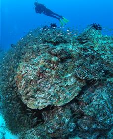 Maori Wrasse Bommie Dive Site - Attractions 2