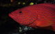 Maori Wrasse Bommie Dive Site - thumb 0