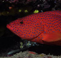Maori Wrasse Bommie Dive Site - Attractions