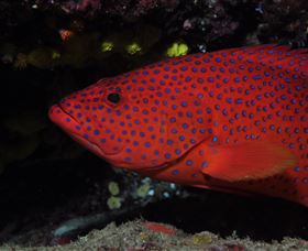Maori Wrasse Bommie Dive Site - Attractions 0