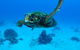 Maori Wrasse Bommie Dive Site - thumb 3