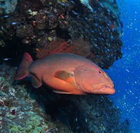 Anchor Bommie Dive Site - Attractions