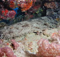 Lighthouse Bommies Dive Site - Attractions