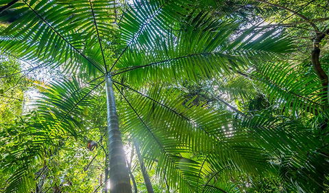 Palm Grove Nature Reserve - Attractions 3