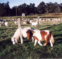 Trudgalong Farm - Attractions