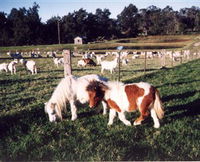 Trudgalong Farm