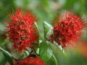 Hervey Bay Botanic Gardens - Attractions 2