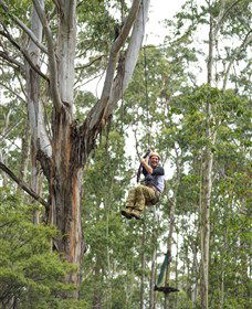 TreeTop Adventure Park Central Coast - Attractions 2