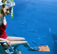 Roy Rufus Artificial Reef Dive Site - Attractions