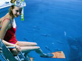 Roy Rufus Artificial Reef Dive Site - Attractions 0