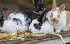 Amazement Farm And Fun Park / Cafe And Farmstay Accommodation - thumb 2