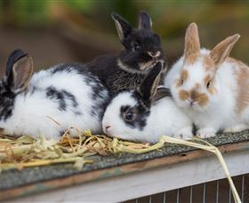 Amazement Farm And Fun Park / Cafe And Farmstay Accommodation - Attractions 2
