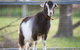 Amazement Farm And Fun Park / Cafe And Farmstay Accommodation - thumb 3