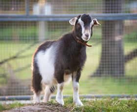 Amazement Farm And Fun Park / Cafe And Farmstay Accommodation - Attractions 3