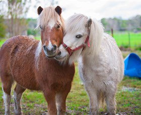 Amazement Farm And Fun Park / Cafe And Farmstay Accommodation - Attractions 5