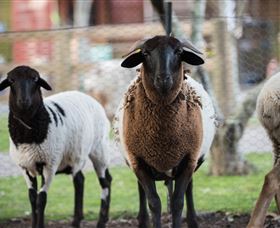 Amazement Farm And Fun Park / Cafe And Farmstay Accommodation - Attractions 4