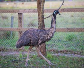 Amazement Farm And Fun Park / Cafe And Farmstay Accommodation - Attractions 6