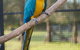 Amazement Farm And Fun Park / Cafe And Farmstay Accommodation - thumb 8