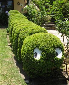 Nutcote - May Gibbs' Home - House Museum - Attractions 0