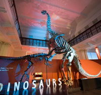 Australian Museum - Attractions