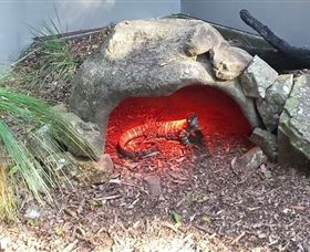 Blackbutt Reserve - Attractions 8