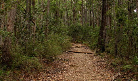 Pigeon House Mountain Didthul Walking Track - Attractions 0