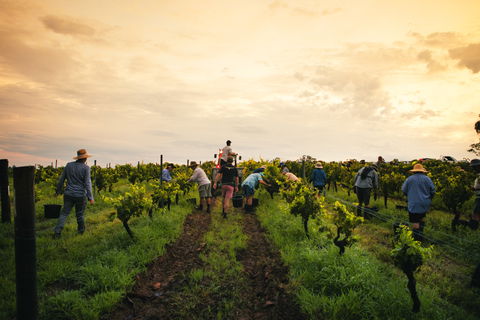 Tyrrells Vineyards - Attractions 1